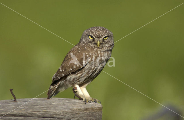 Little Owl (Athene noctua)