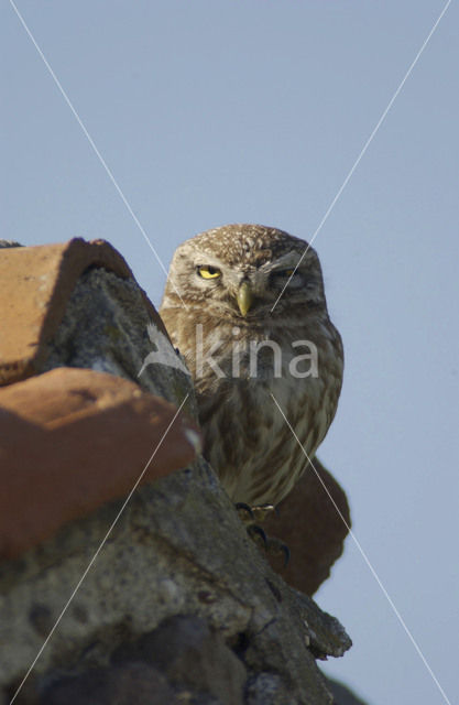 Little Owl (Athene noctua)