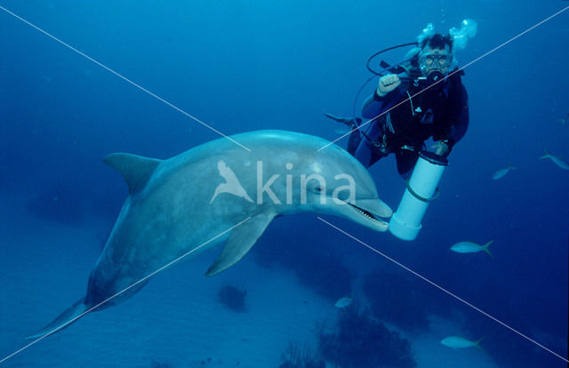 Tuimelaar (Tursiops truncatus)