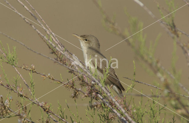 Vale Spotvogel (Hippolais pallida)