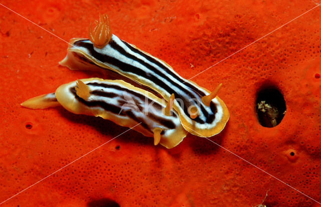 Vierkleuren naaktslak (Chromodoris quadricolor)