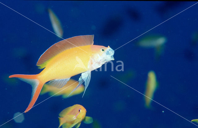 Flame Anthias (Pseudanthias ignitus)