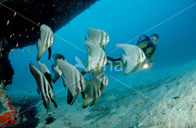 Pinnate batfish (Platax pinnatus)