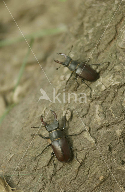 Vliegend hert (Lucanus cervus)