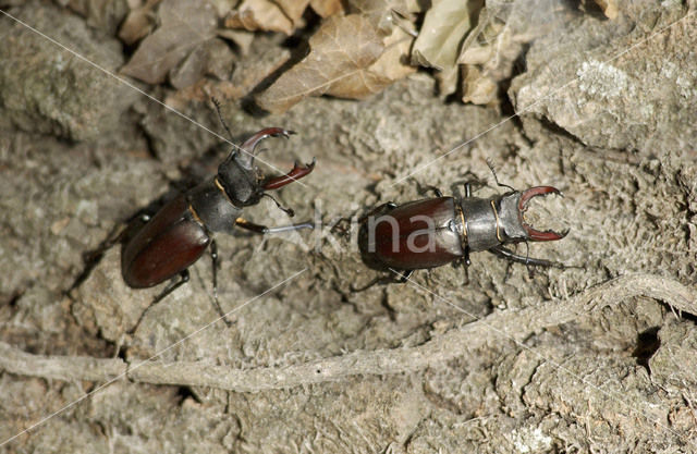 Vliegend hert (Lucanus cervus)