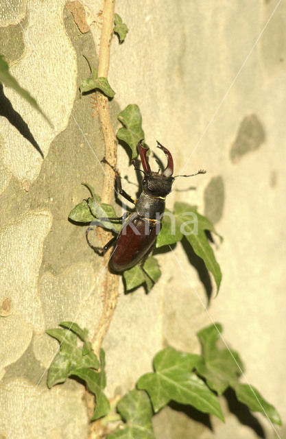 Vliegend hert (Lucanus cervus)