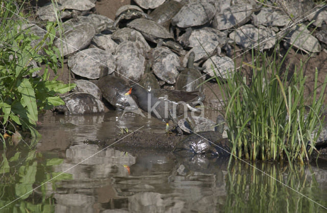 Waterhoen (Gallinula chloropus)