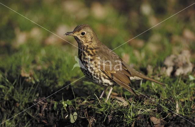 Zanglijster (Turdus philomelos)