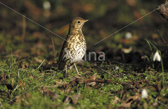 Zanglijster (Turdus philomelos)