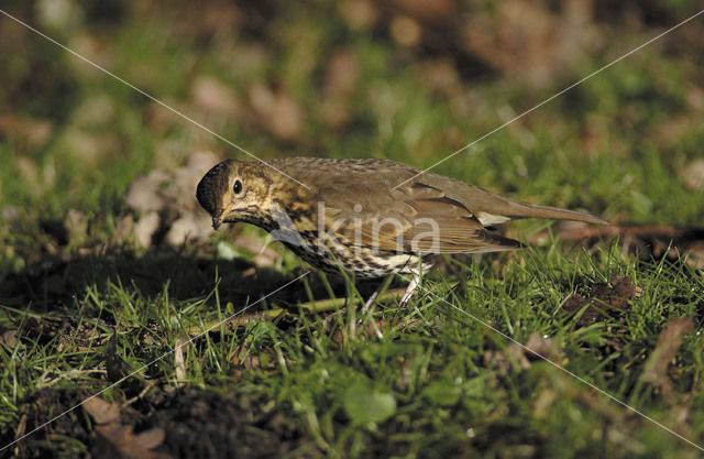 Zanglijster (Turdus philomelos)