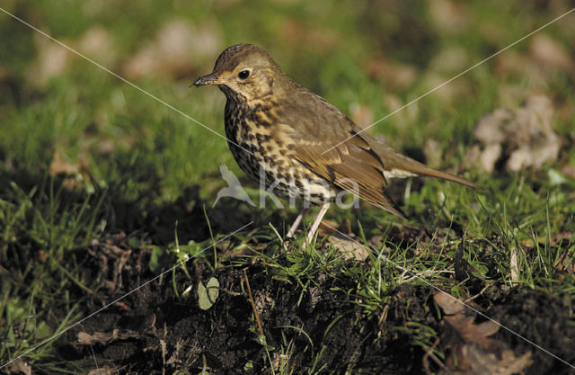 Zanglijster (Turdus philomelos)