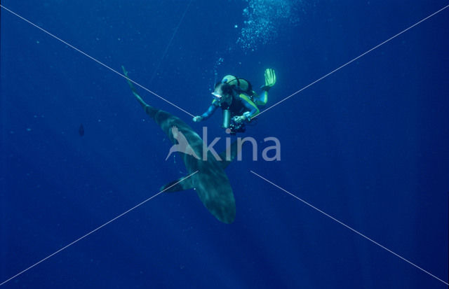 Silky shark (Carcharhinus falciformis)