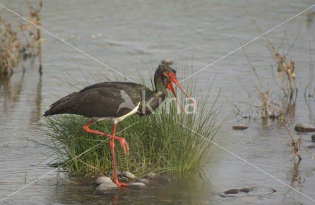 Zwarte Ooievaar (Ciconia nigra)