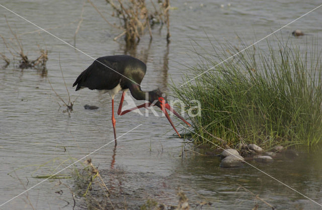 Zwarte Ooievaar (Ciconia nigra)