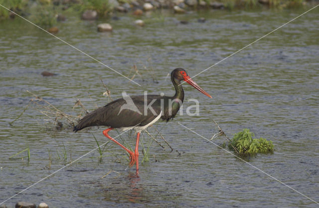 Zwarte Ooievaar (Ciconia nigra)