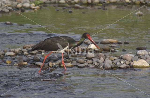 Zwarte Ooievaar (Ciconia nigra)