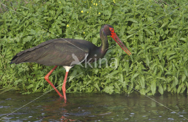 Zwarte Ooievaar (Ciconia nigra)