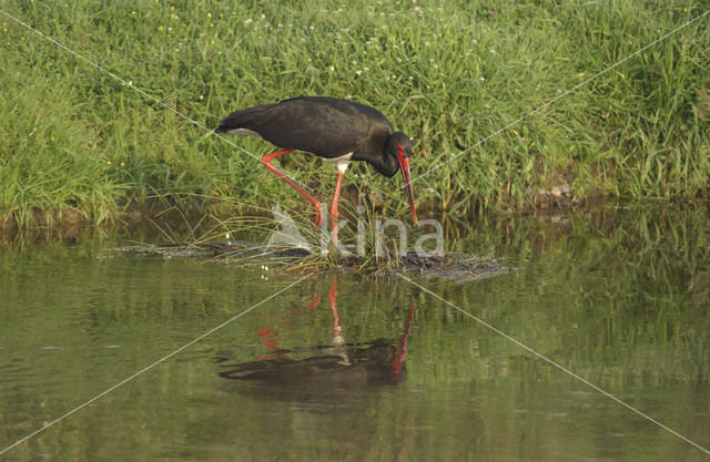 Zwarte Ooievaar (Ciconia nigra)