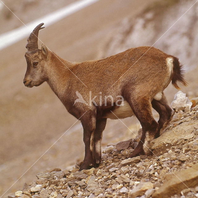 Alpen Steenbok (Capra ibex)