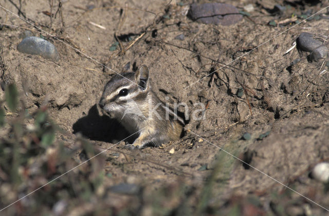 Amerikaanse grondeekhoorn (Tamias striatus)