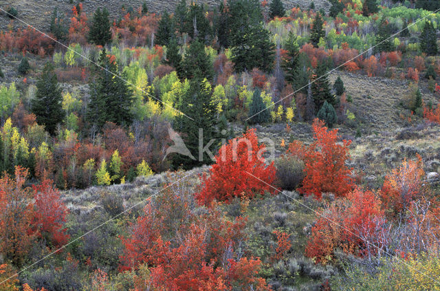 Amerikaanse ratelpopulier (Populus tremuloides)