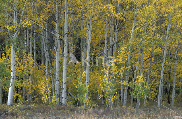 Quaking aspen (Populus tremuloides)