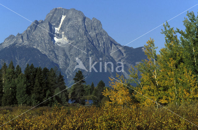 Amerikaanse ratelpopulier (Populus tremuloides)