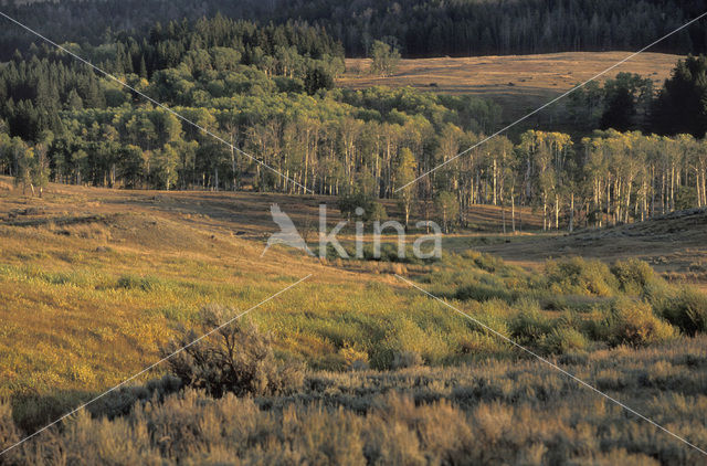 Amerikaanse ratelpopulier (Populus tremuloides)