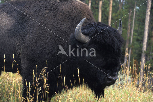 Bizon (Bison bison)