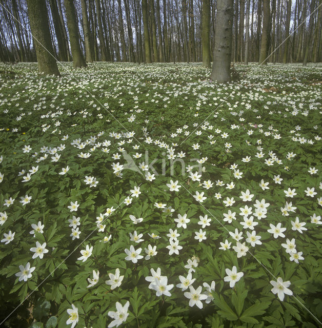 Bosanemoon (Anemone nemorosa)