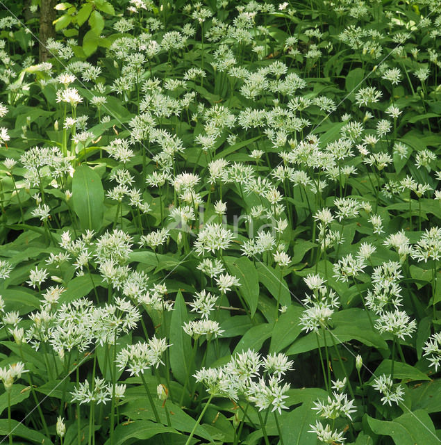 Daslook (Allium ursinum)