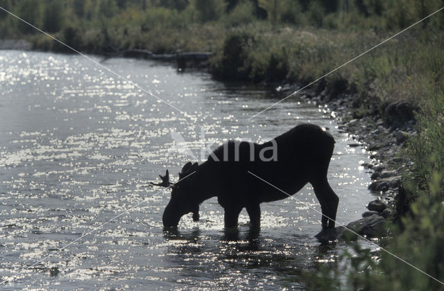 Eland (Alces alces)