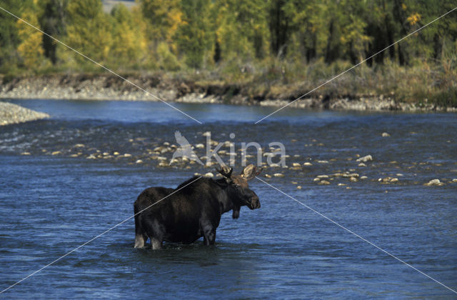 Eland (Alces alces)