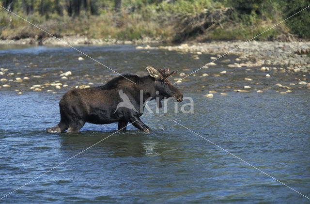 Eland (Alces alces)