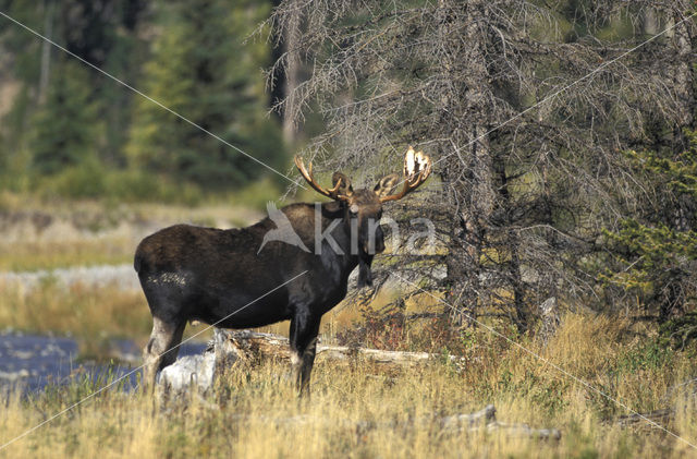 Eland (Alces alces)