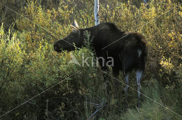 Eland (Alces alces)