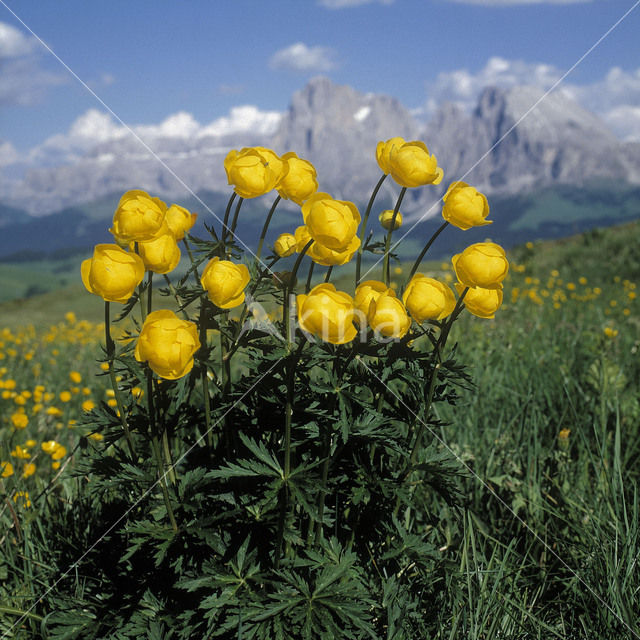 Europese Globebloem (Trollius europaeus)