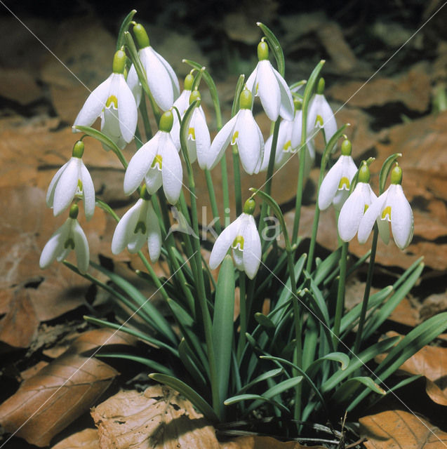 Gewoon sneeuwklokje (Galanthus nivalis)