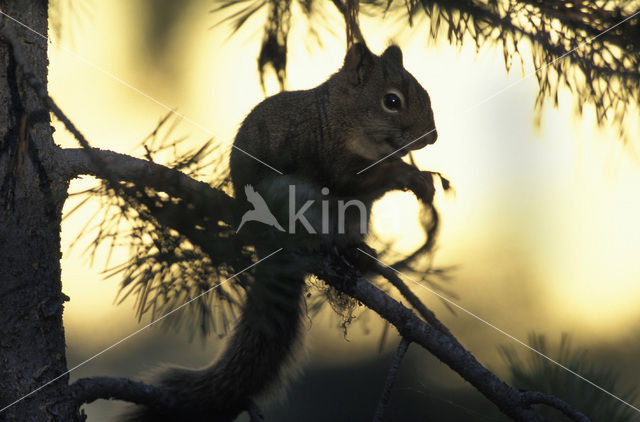 Grey Squirrel (Sciurus carolinensis)