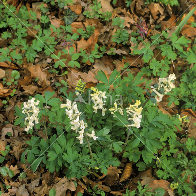 Holwortel (Corydalis cava)