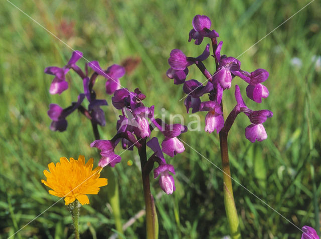 IJle Moerasorchis (Orchis laxiflora)