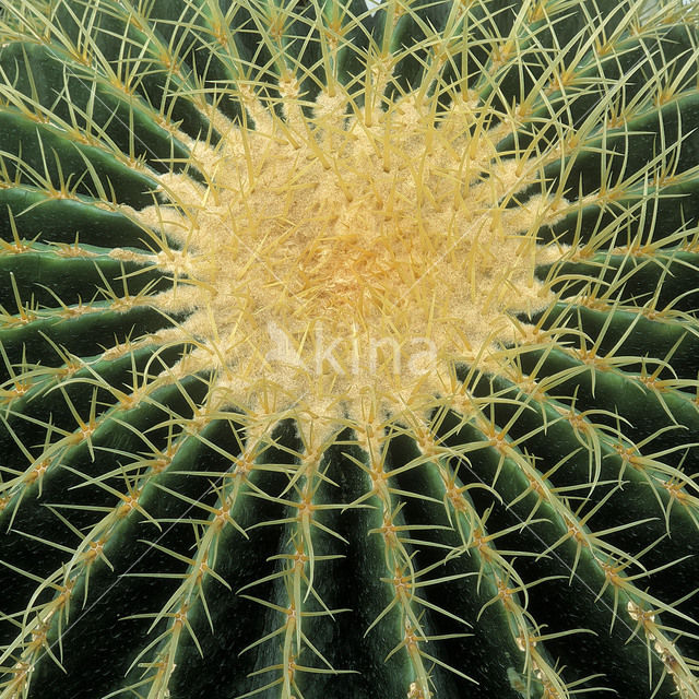 Kogelcactus (Echinocactus grusonii)