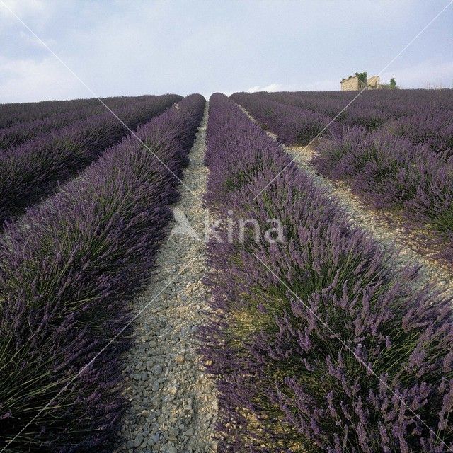 Lavendel (Lavandula spec.)