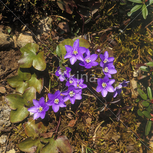 Leverbloempje (Hepatica nobilis)