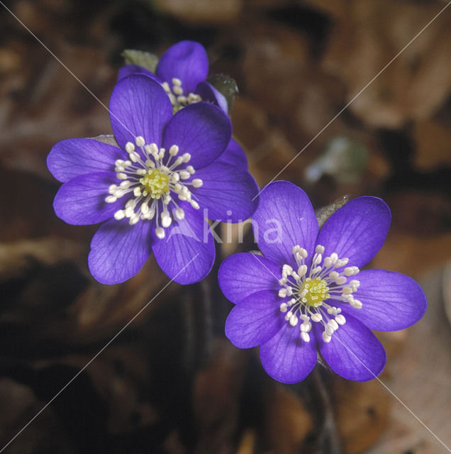 Leverbloempje (Hepatica nobilis)