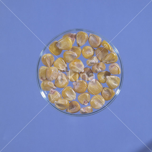 Mais (Zea mays)