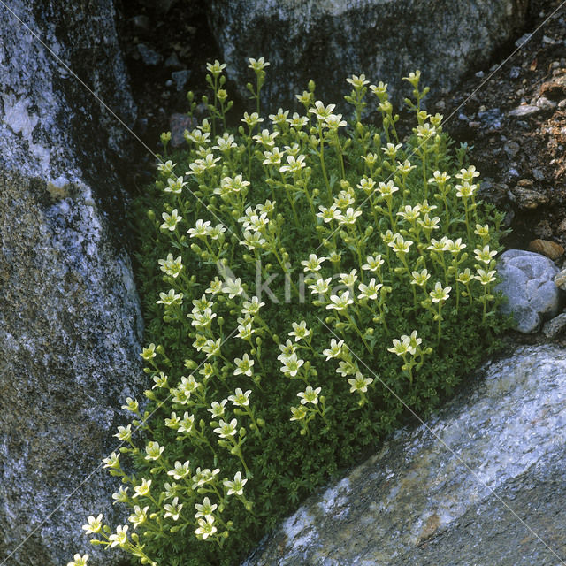 Muskussteenbreek (Saxifraga moschata)