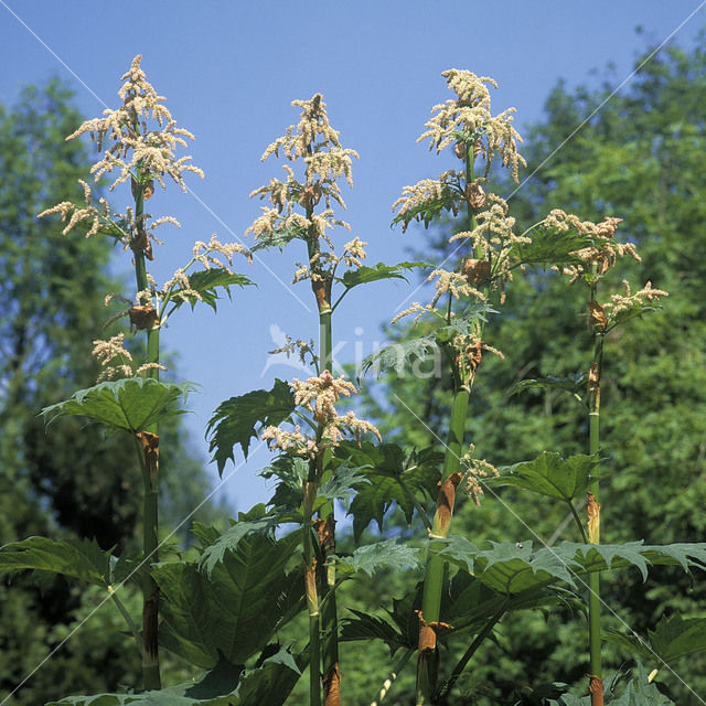 Rabarber (Rheum palmatum)