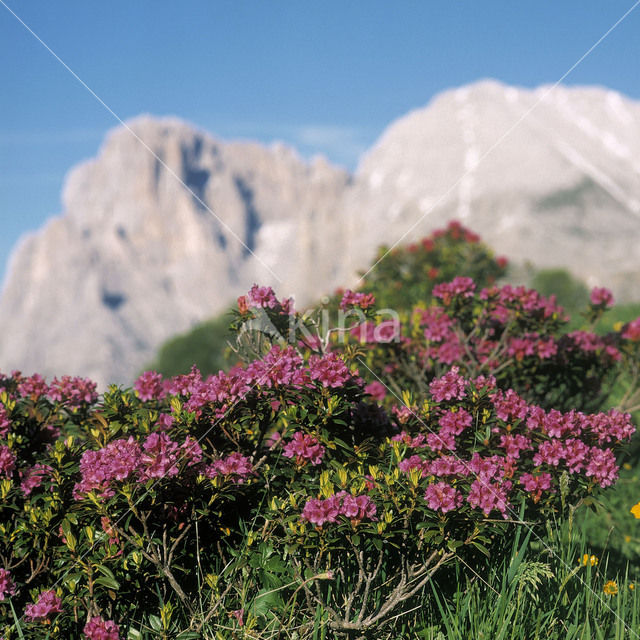 Roestbladig alpenroosje (Rhododendron ferrugineum)