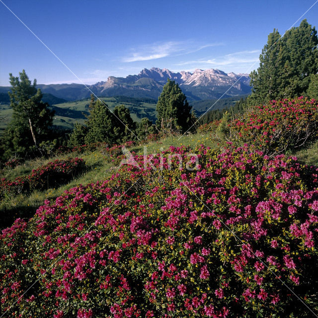 Roestbladig alpenroosje (Rhododendron ferrugineum)